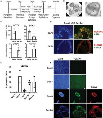 GATA4 Is Required for Budding Morphogenesis of Posterior Foregut Endoderm in a Model of Human Stomach Development